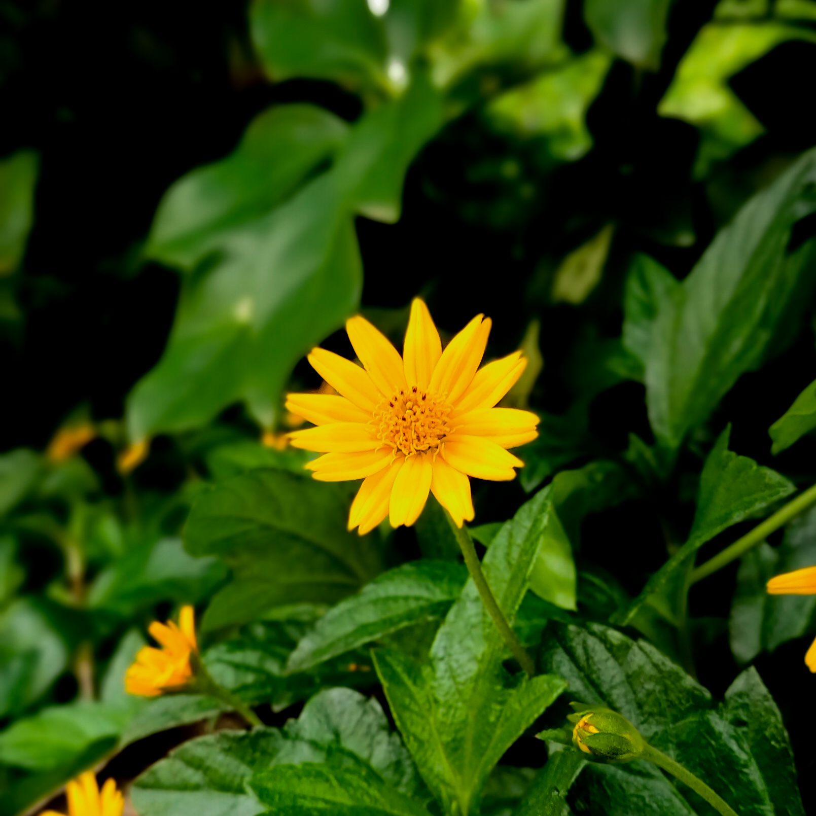 Description 6